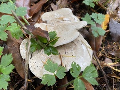 Clitocybe dilatata