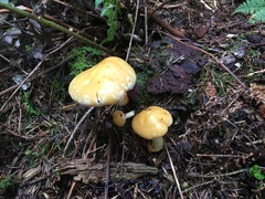 Cortinarius delibutus