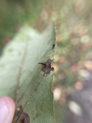 Caryomyia subulata