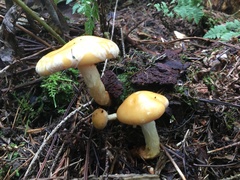 Cortinarius delibutus
