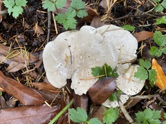 Clitocybe dilatata