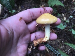 Cortinarius delibutus