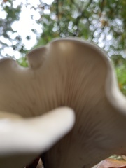 Clitocybe dilatata