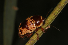Cryptocephalus mutabilis