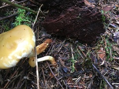 Cortinarius delibutus
