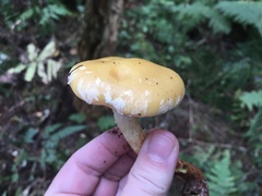 Cortinarius delibutus
