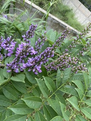 Lonchocarpus longistylus