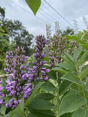 Lonchocarpus longistylus