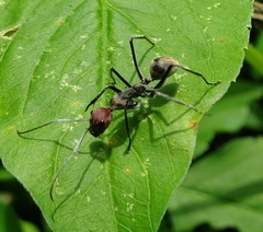 Camponotus singularis