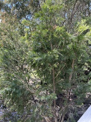 Melaleuca paludicola