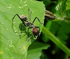 Camponotus singularis