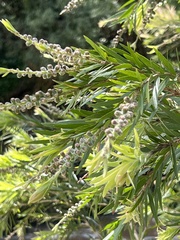 Melaleuca paludicola