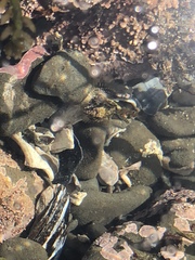 Oligocottinae