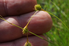 Carex straminea