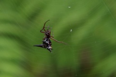 Micrathena raimondi