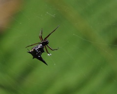 Micrathena raimondi