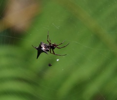 Micrathena raimondi