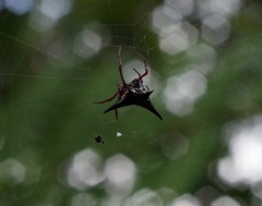 Micrathena raimondi
