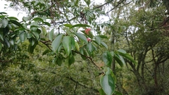 Euonymus carnosus