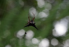 Micrathena raimondi