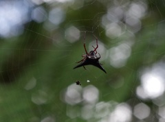 Micrathena raimondi