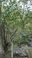 Euonymus carnosus