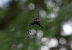 Micrathena raimondi