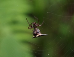 Micrathena raimondi