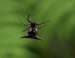 Micrathena raimondi