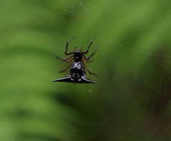 Micrathena raimondi