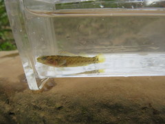 Etheostoma microlepidum