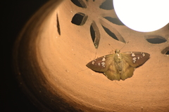 Nascus phocus