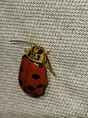 Alagoasa nigromaculata