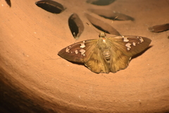 Nascus phocus