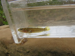 Etheostoma microlepidum