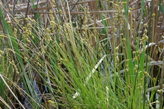 Carex straminea