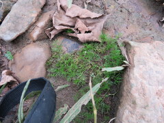 Ranunculus longirostris