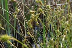 Carex straminea