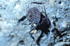 Pseudogarypus