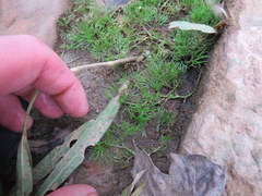 Ranunculus longirostris