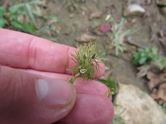 Ranunculus longirostris