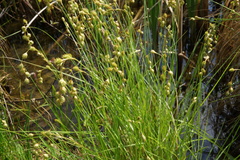 Carex straminea
