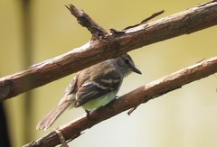 Myiophobus fasciatus