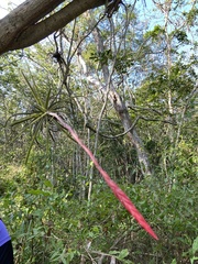 Tillandsia exserta