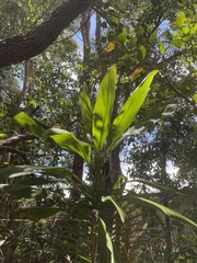 Alpinia caerulea