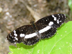Castilia griseobasalis