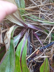 Celmisia verbascifolia