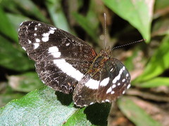 Castilia griseobasalis