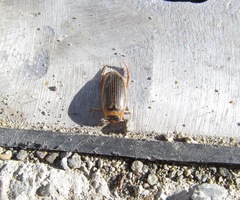 Lancetes lanceolatus