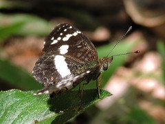 Castilia griseobasalis